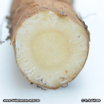 Querschnitt durch das Rhizom der Echten Engelwurz (Angelica archangelica)