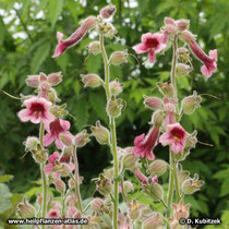 Klebriger Chinafingerhut (Rehmannia glutinosa), Blütenstände