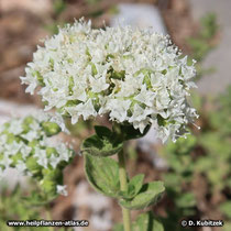 Dost (Gewoehnlicher Dost, griechisch, Origanum vulgare ssp. hirtum, Kretischer Dost, Origanum onites)