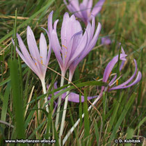 Herbstzeitlose (Colchicum autumnale)