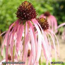 Schmalblättriger Sonnenhut (Echinacea angustifolia), Blütenkopf (Blütenkorb)