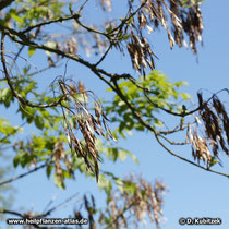 Schnabel-Esche (Fraxinus rhynchophylla): Wenn im Frühjahr das neue Laub austreibt, sind noch Reste der Früchte des Vorjahres zu sehen.