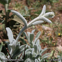 Kretischer Bergtee (Sideritis syriaca) im Mai: Ein Blütenzweig entwickelt sich.