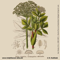 Echte Engelwurz, Angelica archangelica, Historisches Bild