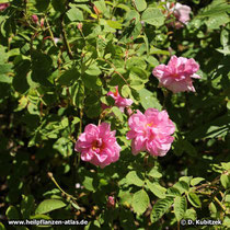 Rosa x damascena f. trigintipetala (Bulgarische Ölrose), blühender Strauch