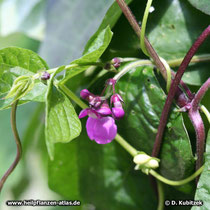 Garten-Bohne (Phaseolus vulgaris)
