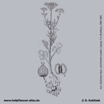 Anis (Pimpinella anisum): Historische Grafik