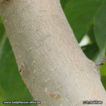 Chinesischer Guttaperchabaum (Eucommia ulmoides), Borke eines jungen Baumes