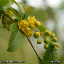 Gewöhnliche Berberitze (Berberis vulgaris) Blütenstand
