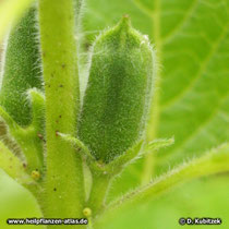 Sesam (Sesamum indicum)