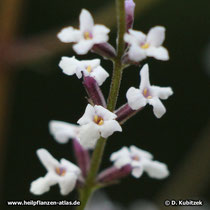 Zitronenverbene (Aloysia citriodora), Blüten