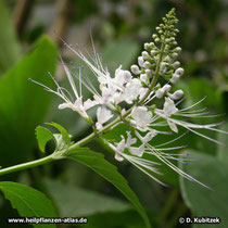 Orthosiphon (Orthosiphon aristatus)