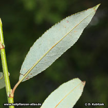 Reif-Weide (Salix daphnoides), hell blau-graue Blattunterseite 