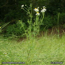 Echte Kamille (Matricaria recutita), Wuchsform