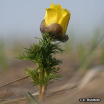 Frühlings-Adonisröschen (Adonis vernalis)