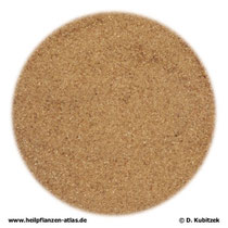 Curacao-Aloe (Aloe barbadensis)