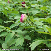 Strauchpäonie (Paeonia x suffruticosa), Strauch mit Blütenknospen