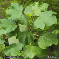 Hibiscus (Hibiscus sabdariffa), Blätter