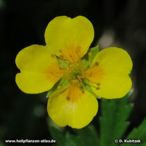 Blutwurz (Potentilla erecta), Blüte