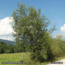 Reif-Weide (Salix daphnoides), Standort hier nahe der Isar (Oberbayern)