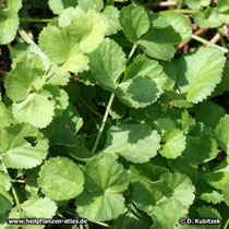 Anis (Pimpinella anisum), Blätter