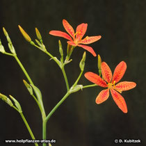 Leopardenblume (Iris domestica, synonym: Belamcanda chinensis), Blütenstand
