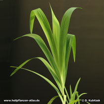 Leopardenblume (Iris domestica, synonym: Belamcanda chinensis), Blätter