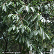 Afrikanischer Pflaumenbaum (Prunus africana, synonym Pygeum africanum)