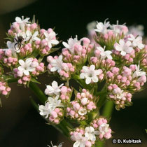 Baldrian (Arznei-Baldrian, Valeriana officinalis)