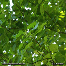Amerikanischer Faulbaum (Rhamnus purshiana), Zweige