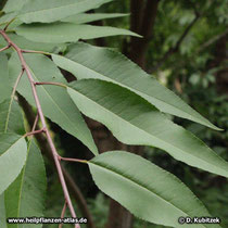 Davids Pfirsich (Prunus davidiana)