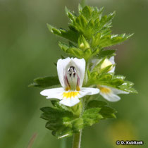 Großer Augentrost (Euphrasia officinalis), Blüte