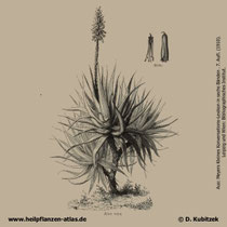 Aloe vera, Aloe barbadensis, historisches Bild