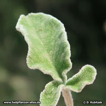 Dreilappiger Salbei (Salvia fruticosa)