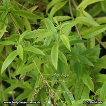 Zitronenverbene (Aloysia citriodora), Zweige