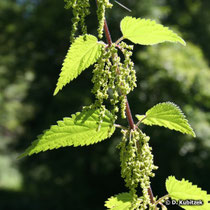 Große Brennnessel (Urtica dioica), Blütenstände