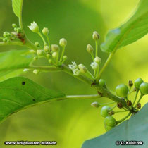 Amerikanischer Faulbaum (Rhamnus purshiana), Büten und Früchte (unreif)