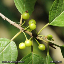 Amerikanischer Faulbaum (Rhamnus purshiana), Früchte (unreif)