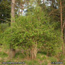 Gewöhnliche Berberitze (Berberis vulgaris), Wuchsform: Strauch