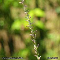 Anemarrhena asphodeloides, Bütenstand