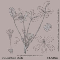 Wilde Malve, Malva sylvestris , Historisches Bild