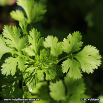 Koriander (Coriandrum sativum), junge Blätter