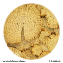 Clematis-armandii-Spross (Clematidis armandii caulis). TCM-Name: Chuanmutong.