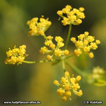 Chinesisches Hasenohr (Bupleurum chinense) Blütenstand als Dolede
