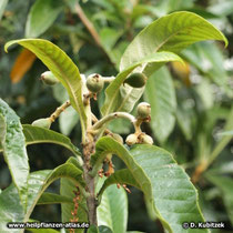 Japanische Wollmispel (Eriobotrya japonica; Syn. Rhaphiolepis bibas)