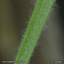 Indischer Flohsamen (Plantago ovata), Oberseite Blatt