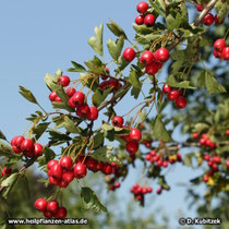 Fünfgriffeliger Weißdorn (Crataegus pentagyna), Zweig mit Früchten