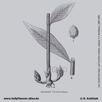 Malabar-Kardamome (Elettaria cardamomum), Historisches Bild