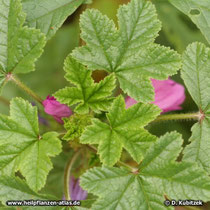 Wilde Malve (Malva sylvestris), Blätter