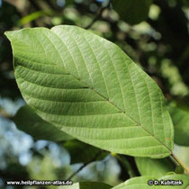 Amerikanischer Faulbaum (Rhamnus purshiana), Blatt